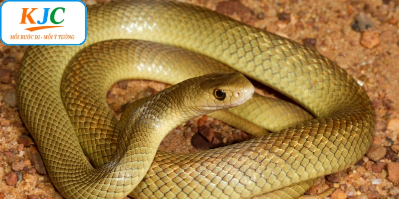 Chuyên gia giải đáp ý nghĩa của từng giấc mơ thấy rắn 