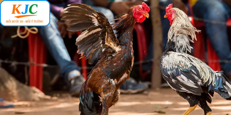 Thưởng thức các trận đá gà cựa sắt đặc sắc