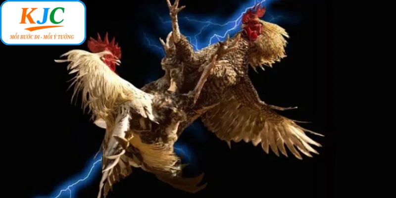 Trải nghiệm mãn nhãn khi xem đá gà cựa sắt KJC